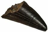 Serrated, Tyrannosaur (Nanotyrannus) Tooth - Montana #350375-1